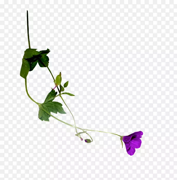 Ҷֲ�ﾥ����ʱ�俪��ֲ��-Ҷ-������