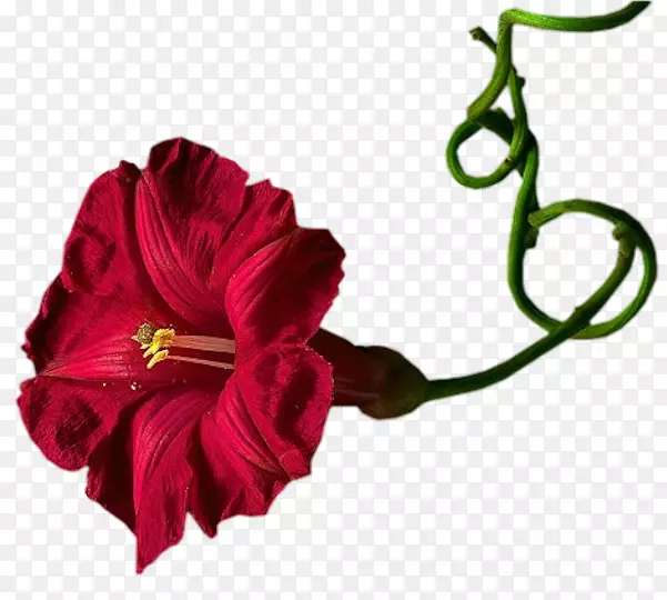 �л�������ֲ����껨-������