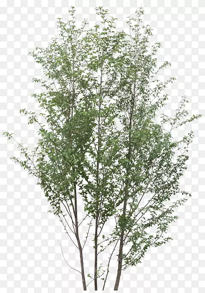 ��ľ��֦-������