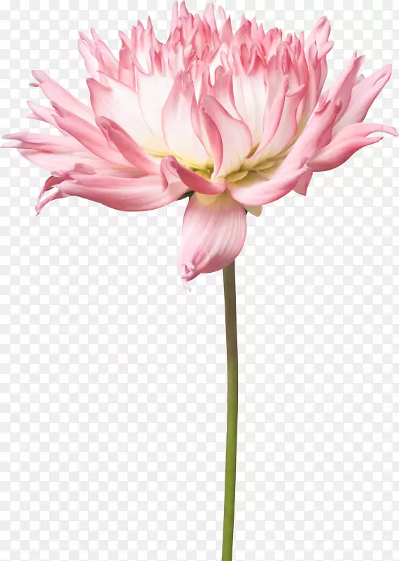 ������ֲ�ﾥ�л�-������