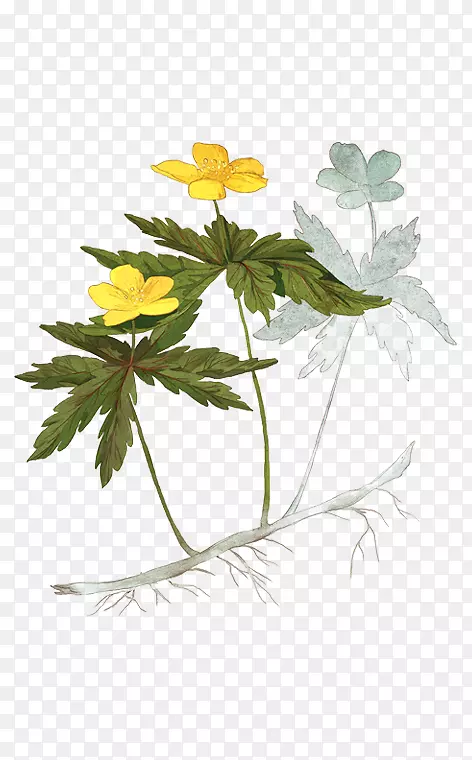 ����Ҷֲ�ﾥ����ֲ��-Ҷ-������