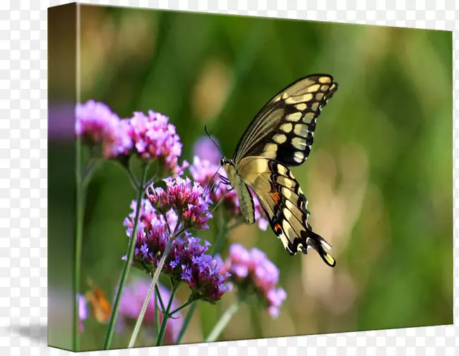 ������-������