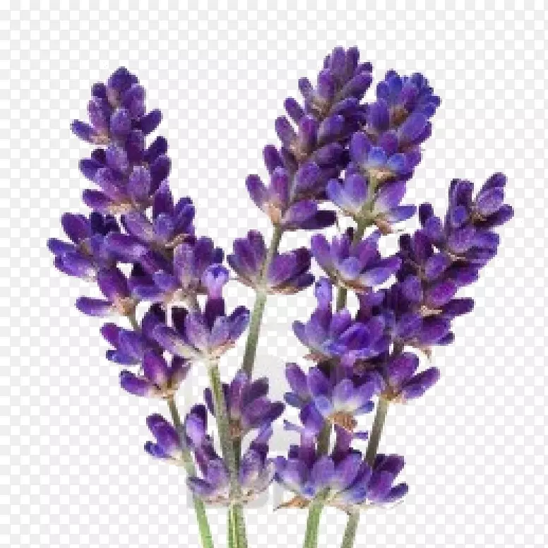 ޹�²��ͻ���ҩ��������Ӱ.��-������