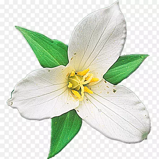 Ұ��ֲ�����-ֲ��-������