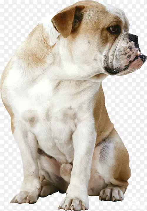 ��������ʳ���������ʳ�����-��-������