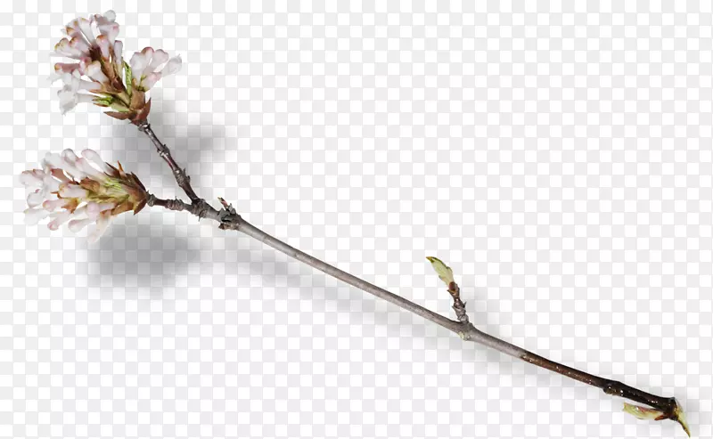 ���������ڷ�֦-������