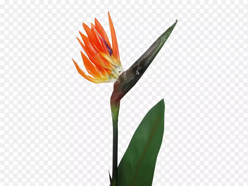 ��������-������-ֲ�ﾥ-��-������