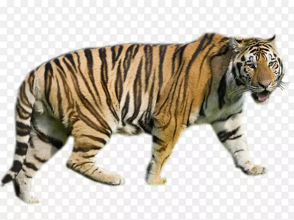 �ϻ�����ý���Ͷ����ϻ�-������