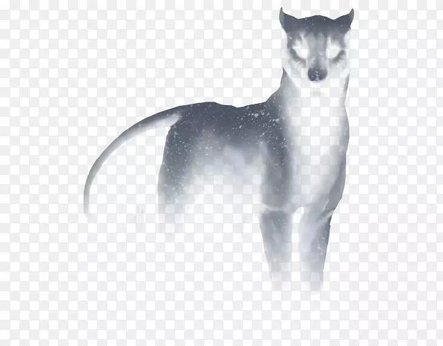 ����è����β��è-������