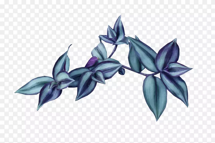 ������ɫҶ����ֲ��-��ɫ-������