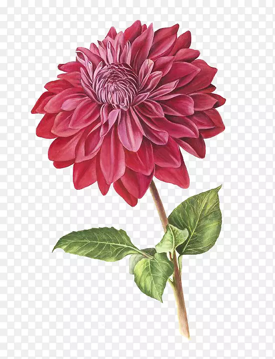 ֲ��ѧ��ͼֲ�ﻭ�������廭ˮ�ʻ�-������