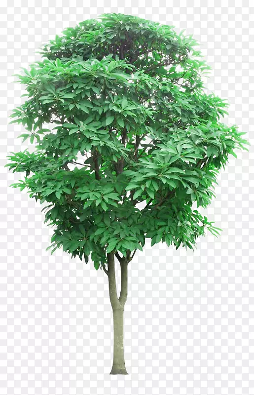 ��ľ֦���屶����ľͼƬ����-������