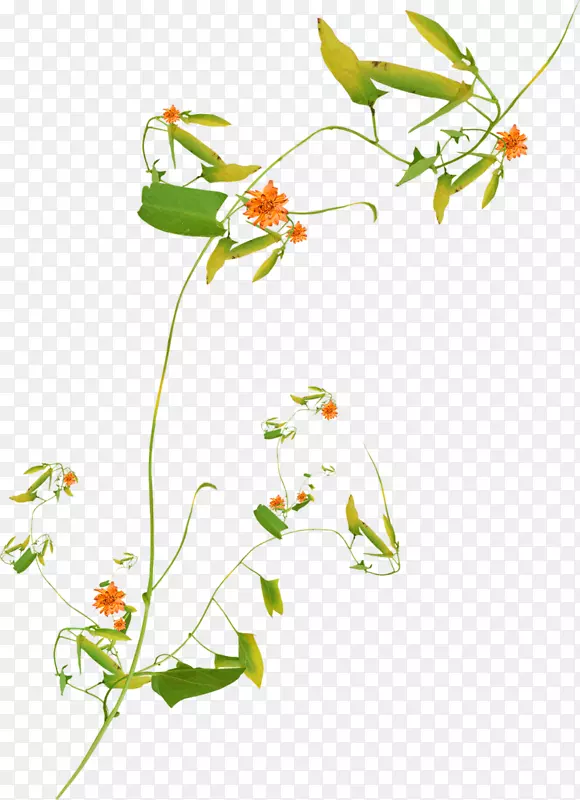 ��������л�ֲ�ﾥ���-������