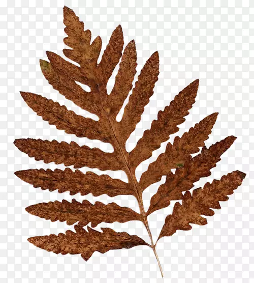 ���Ĳ�����Ҷ����-������