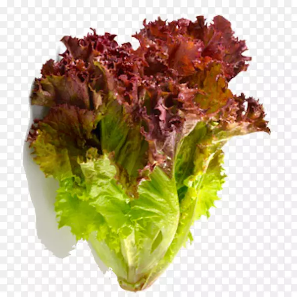 ��Ҷݫ������ɫ��-�߲�-������