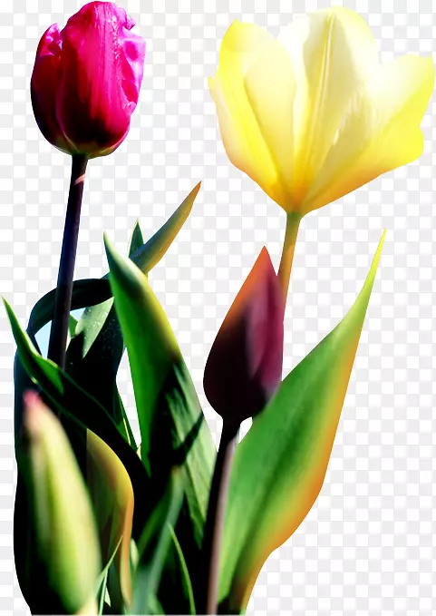 �����㻨����-������-������