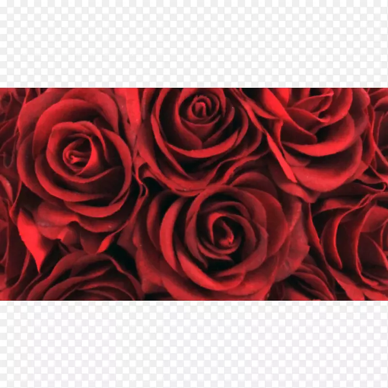 ��԰õ�����տ��ַ����-����-������