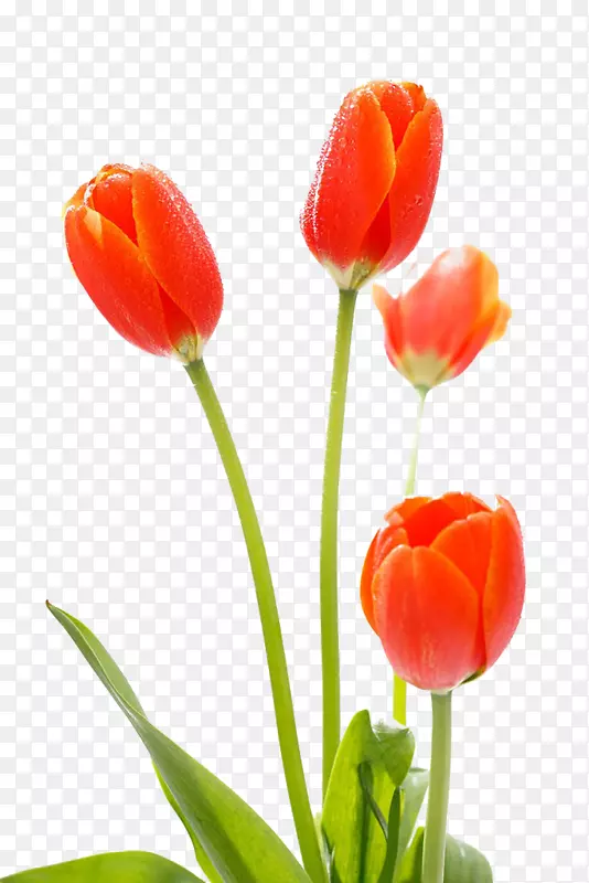 �������л������㻨-������