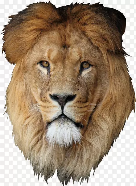 ʨ�������ֽ-������