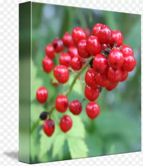 Խ�١������������ˡ���Խݮ-������