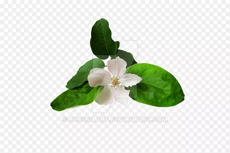 ��ľ����Ӱ-��-������