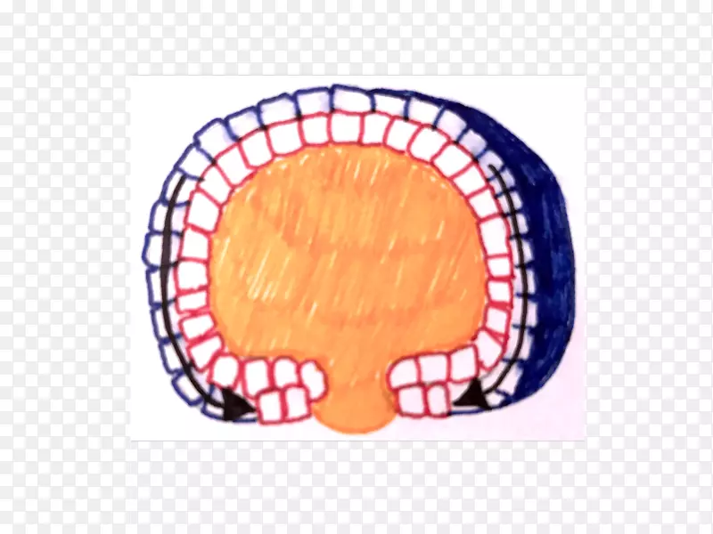 ����θ����ϸ����̥����-������