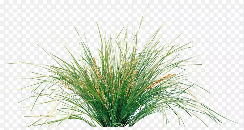 ���������ֲ��԰��ֲ��-������