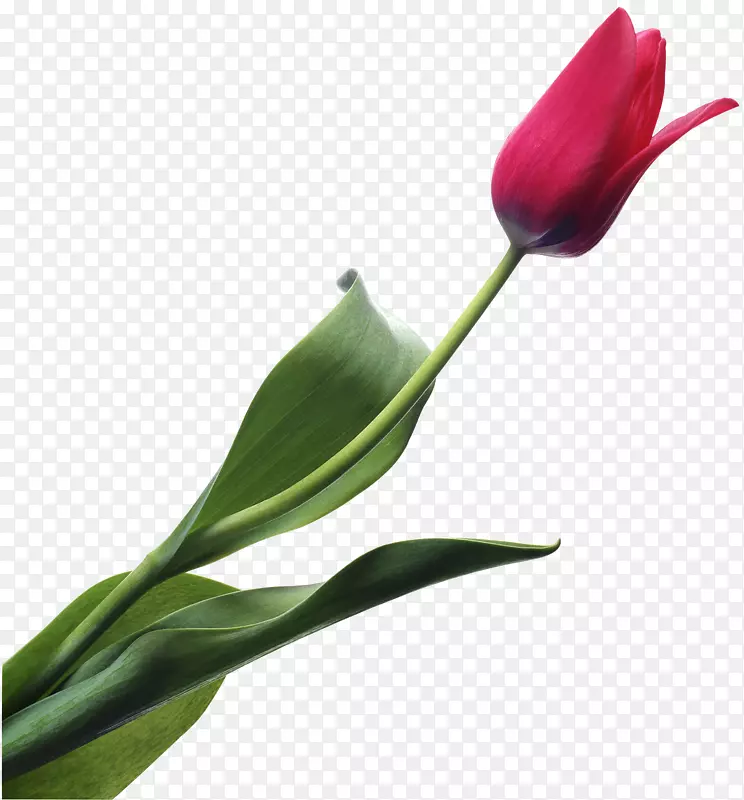 ����������õ�廨��-��-������