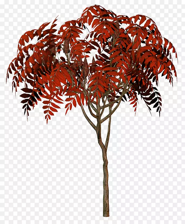 ��Ҷ-������