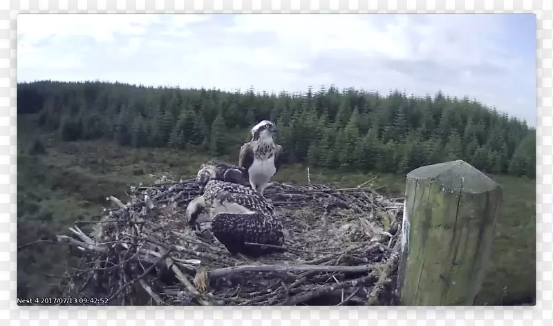 ������-��-������