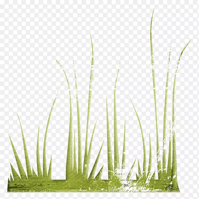 ����ݲݱ�ֲ��-������