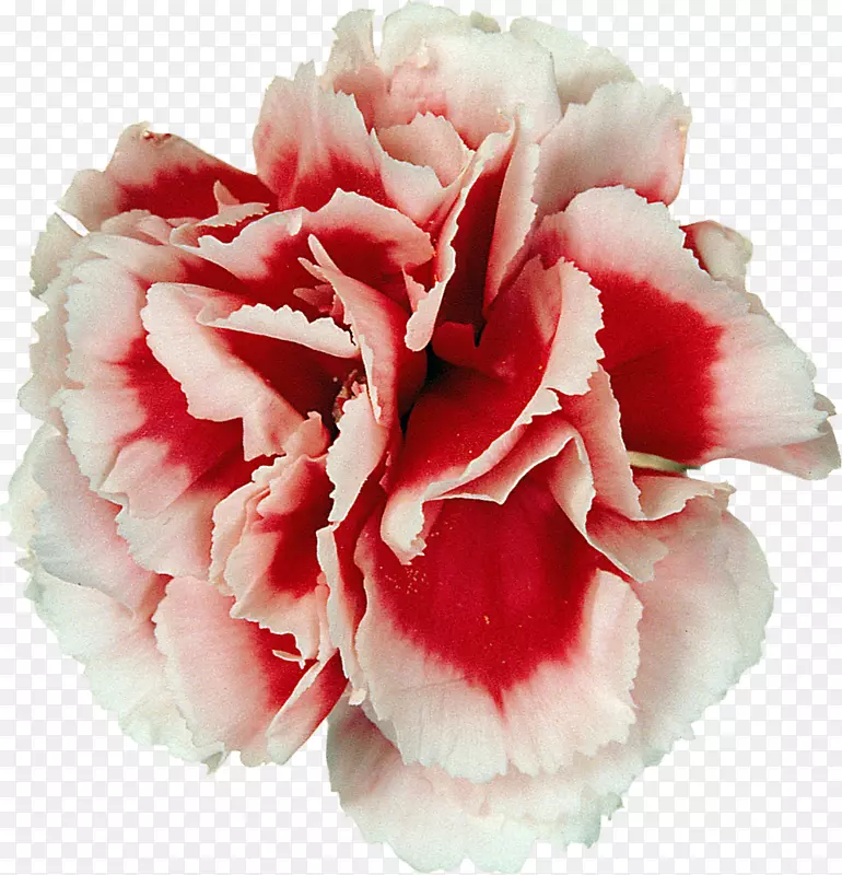 ����ܰ�л�ĵ������-������