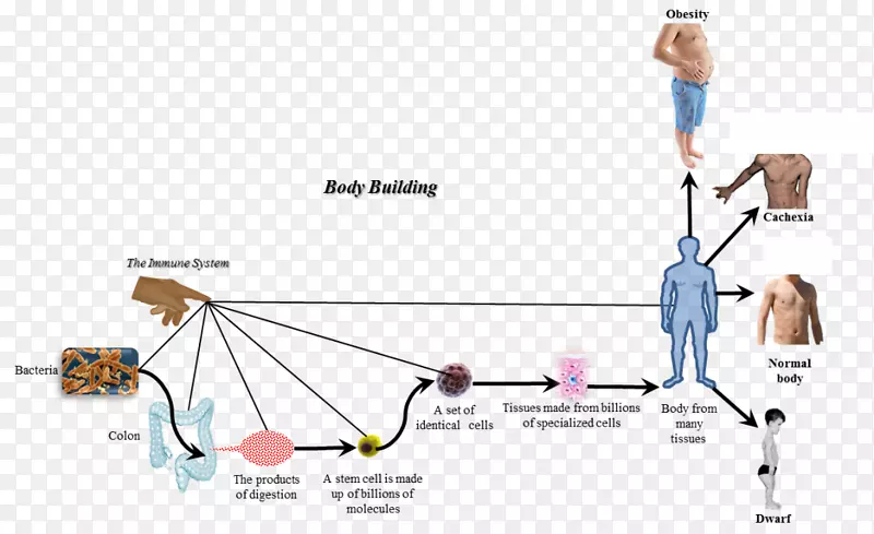 ��������ϸ��ϸ���л���ѪҺϸ��������-������