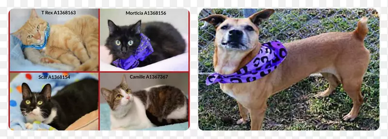 Ȯ�ֱ�βȮ-������