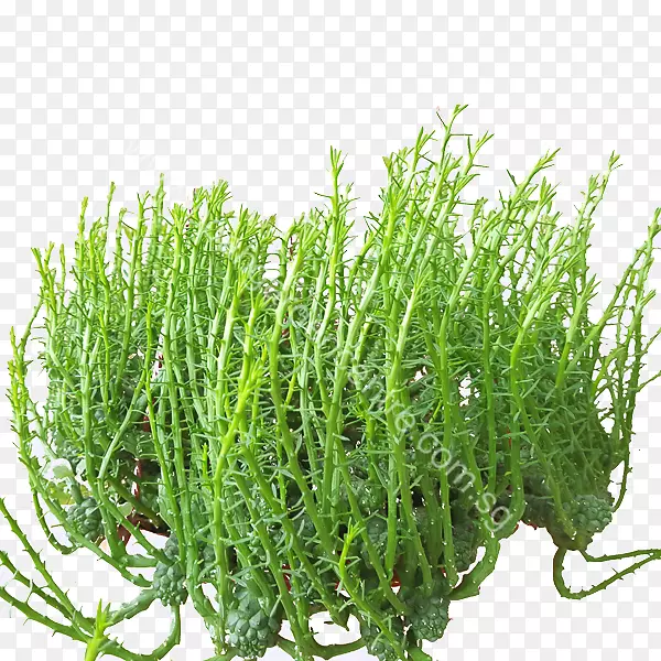 ��ꪶ�ֲ֭���ŵ�ǻ�԰����-������