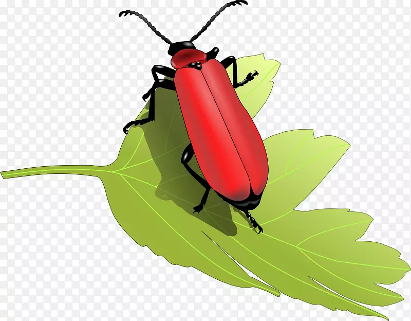 �׳������-�׳�-������