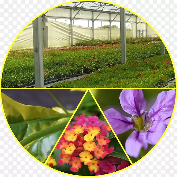 ����ֲ������һ����ֲ��-��-������