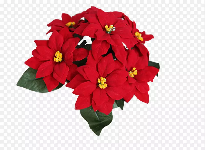 �л�����������������ֲ�ﻨ-������