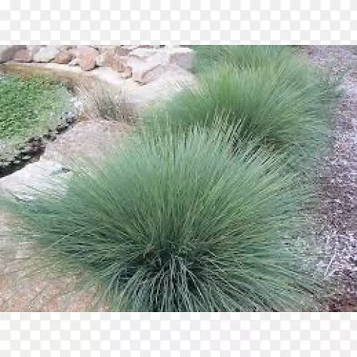 ������������ֲ��-������