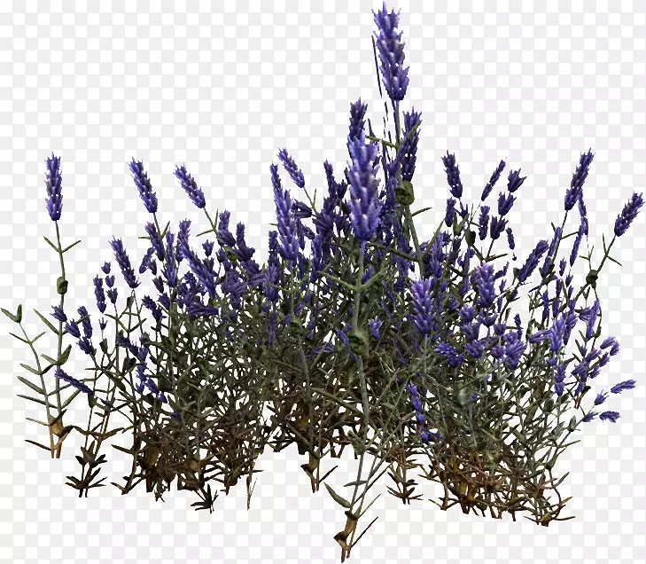 Ӣ��޹�²ݷ���޹�²�Cyrodiil��ֲ̥��-������