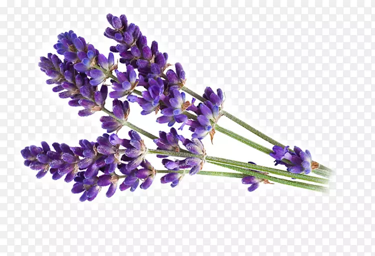 Ӣ��޹�²���Ѭ�������-������