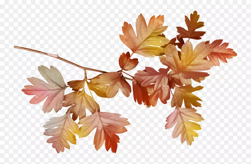 ��ֽ����-������