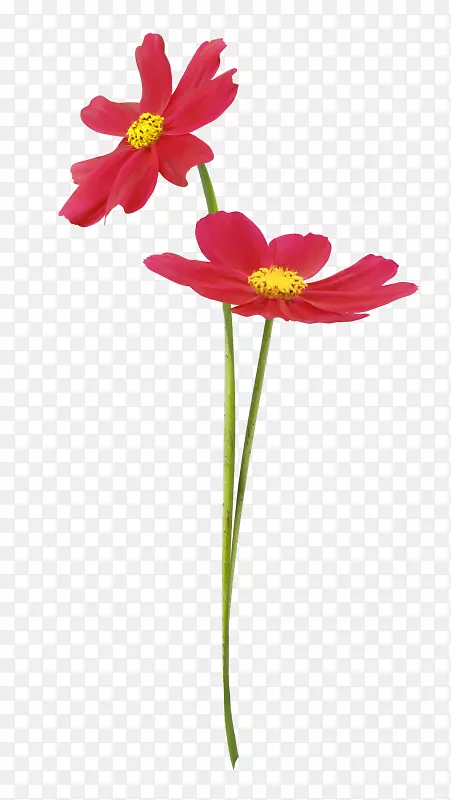 �����л�ֲ�ﾥ��-������