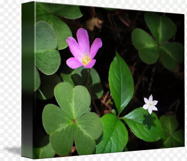 ����Ҷ����ֲ��-Ҷ-������