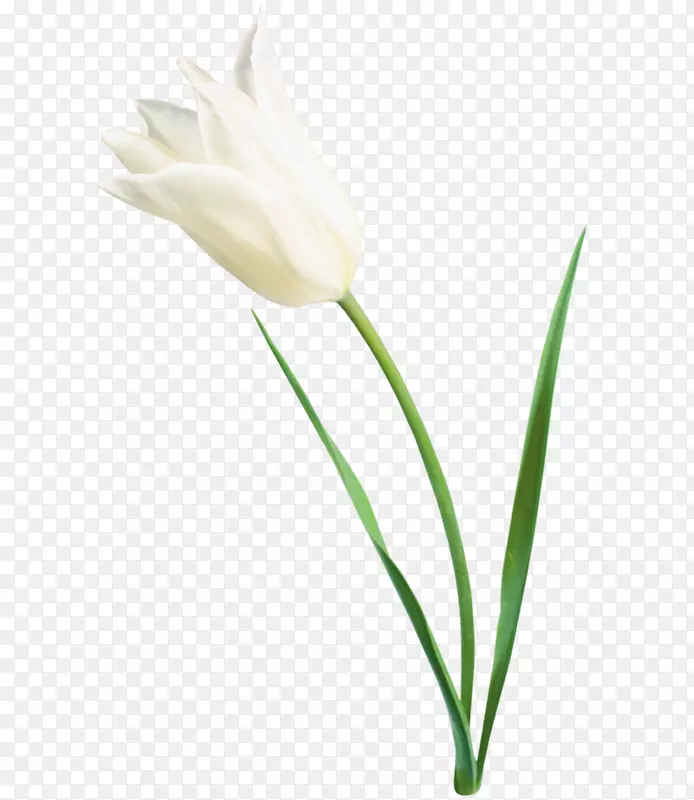 �������л�ֲ�ﾥ����������-������