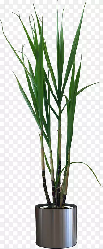 ����ֲ��-������