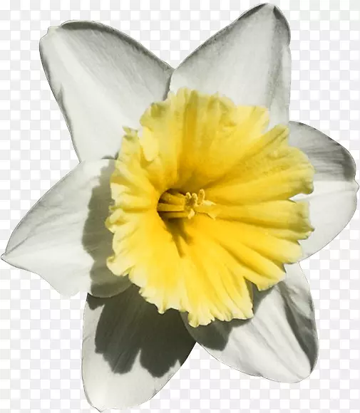 ˮ�ɻ�ԭ����ľ-������