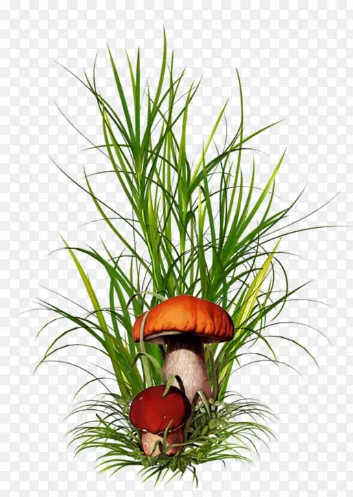 ���Ͳݼ�����-������