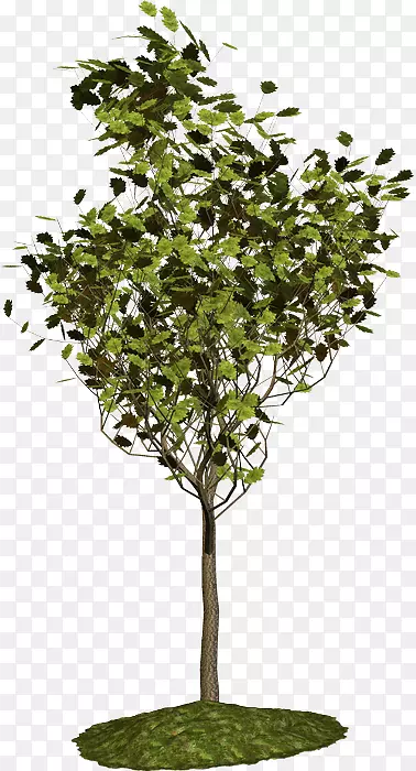 ��֦���ͻ�԰��-������