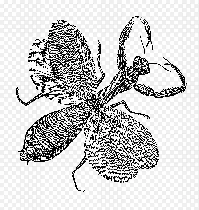 ����������Ʊ����Ʊ���ݼ��������������Ƭ-������